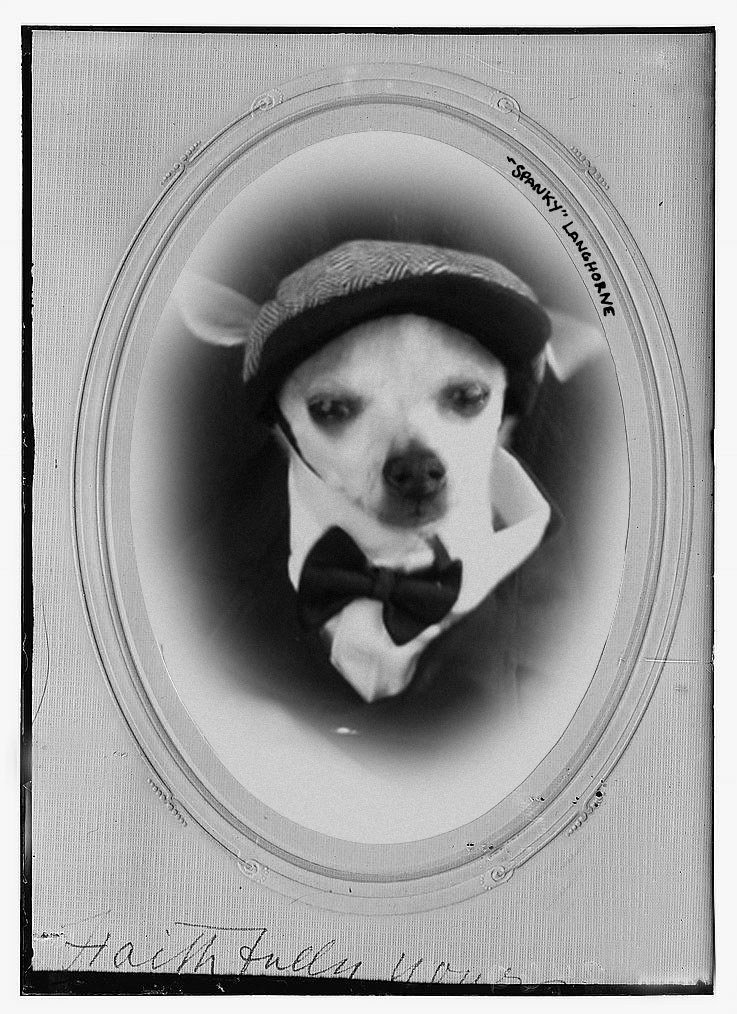 Spanky Langhorne Spanky Langhorne, a dog