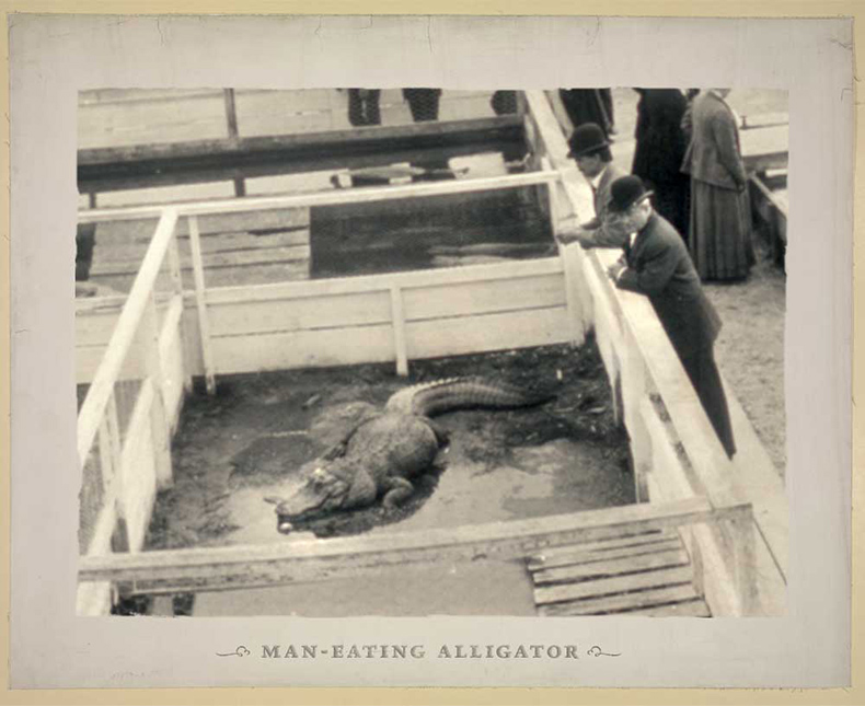 tip-history-alligator