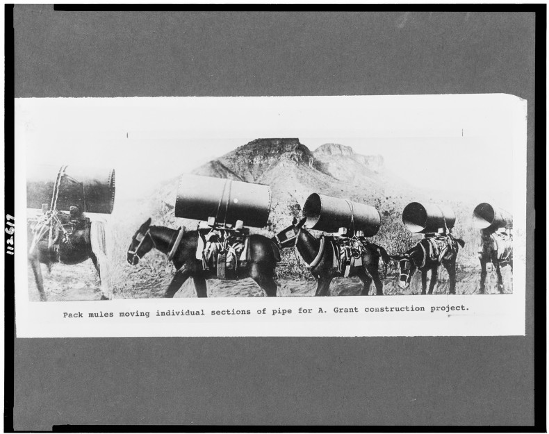 tip-history-pack-mules